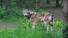 Grupos de conservación rechazan decisión de sacar a lobos grises de lista de especies en extinción