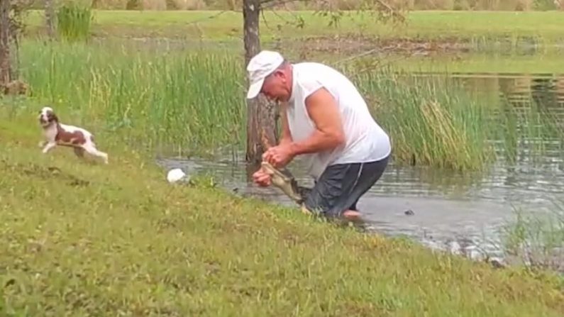 Gunner huye después de que Richard Wilbanks lograra abrir las fauces del caimán cerca de su casa en Estero, Florida. (Cortesía de WINK/Florida Wildlife Federation/STOP Foundation)