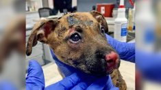 Rescatan a cachorro con quemaduras graves después de que le prendieran fuego en una caja de plástico