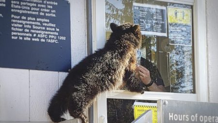 Osezno es atrapado por tratar de cruzar la frontera entre Canadá y EE.UU. sin documentos de viaje