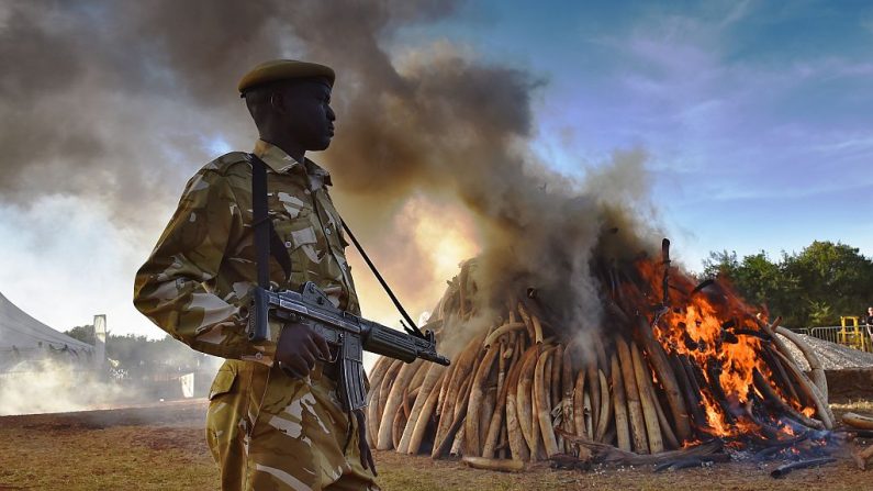 Un oficial de seguridad de KWS se encuentra cerca de una pila en llamas de 15 toneladas de marfil de elefante incautadas en Kenia en el Parque Nacional de Nairobi el 3 de marzo de 2015. (Foto de CARL DE SOUZA / AFP a través de Getty Images)