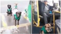 Empresa chilena de autobuses rescata perritos callejeros y los “contrata” como parte de su equipo