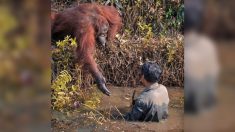 Capturan conmovedor momento de una orangután extendiendo su mano para ayudar a un humano en el río