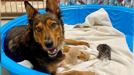 Perrita rescatada  «adopta» gatitos huérfanos después de perder a sus cachorros prematuros