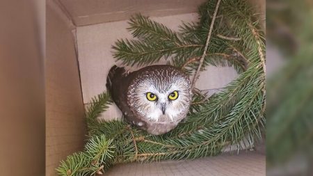 Encuentran a un pequeño búho polizón en el árbol de navidad del Rockefeller Center tras 170 millas de distancia