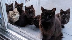 Gata regresa a la casa de la mujer que amablemente la alimentaba con 6 gatitos