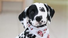 Dálmata con nariz en forma de corazón se entrena como perro de asistencia para un niño con autismo