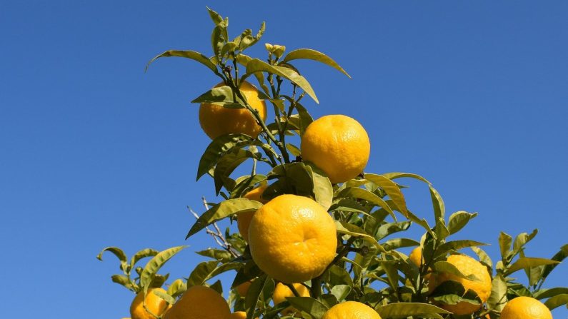 El aceite esencial de naranja amarga (Citrus aurantium) es famoso por su capacidad para tratar la ansiedad y las dificultades para dormir. (Dimitris_Vetsikas/Pixabay)