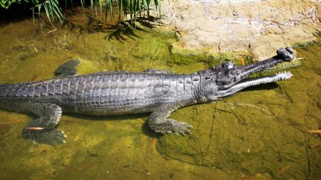 Foto de un cocodrilo gharial papá con más de 100 crías en su espalda brinda una esperanza a su especie