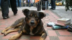 Aprueban ley para dar servicio veterinario gratis a personas que adopten perros callejeros en Italia