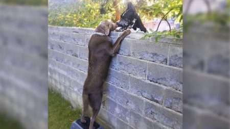 Perro visita a sus nuevos vecinos de al  lado sobre la cerca con la ayuda de un taburete