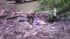 Bomberos de Florida rescatan a un caballo de 40 años que cayó en una fosa séptica