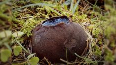 Descubren «espeluznante» hongo similar a un caldero de brujas en el bosque de New Brunswick