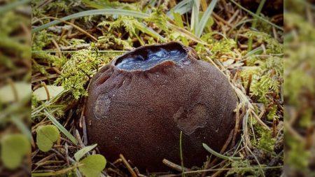 Descubren «espeluznante» hongo similar a un caldero de brujas en el bosque de New Brunswick