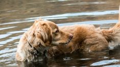 Marina de México rescata a perrito en inundación y lo adopta, ahora es el nuevo integrante de su equipo