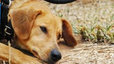 Perrito pasa 3 meses junto a la tumba de su dueño y se niega a abandonarla a pesar de un tifón