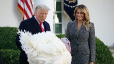 Trump y la primera dama indultan al pavo del Día Nacional de Acción de Gracias en la Casa Blanca