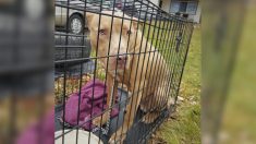 Perro abandonado en jaula con una bolsa de comida en carretera de Michigan, encuentra un nuevo hogar