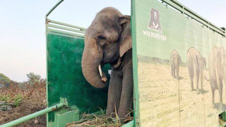 Liberan a un elefante que mendigó más de 40 años con cadenas de púas atadas a sus patas