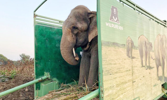 Jai, el elefante mendigo de 50 años, siendo transferido al Hospital de Elefantes de Wildlife SOS en Mathura, India, el 10 de diciembre. (Cortesía de Wildlife SOS)