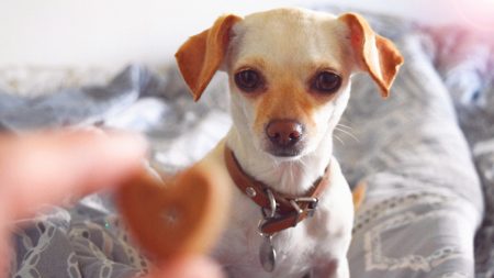 Refugio de animales celebra el Día de Acción de Gracias con todo y pavo para 80 perros