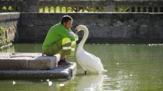 El encantador de cisnes: la inusual amistad entre un jardinero y un ave sorprende a todos