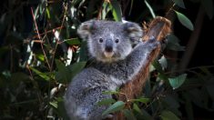 Unos 61,000 koalas murieron por los incendios del “Verano Negro” en Australia