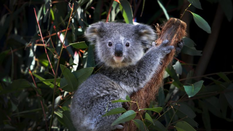 Una joven koala cariñosamente llamada 'Ash' se ve sentada en una rama de eucalipto después de un chequeo general de salud en el Parque de Reptiles de Australia el 27 de agosto de 2020 en la Costa Central de Sydney, Australia. (Foto de Lisa Maree Williams / Getty Images)