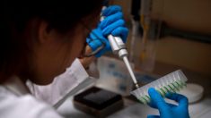 Brasil detecta su primer posible caso del hongo superresistente Candida auris