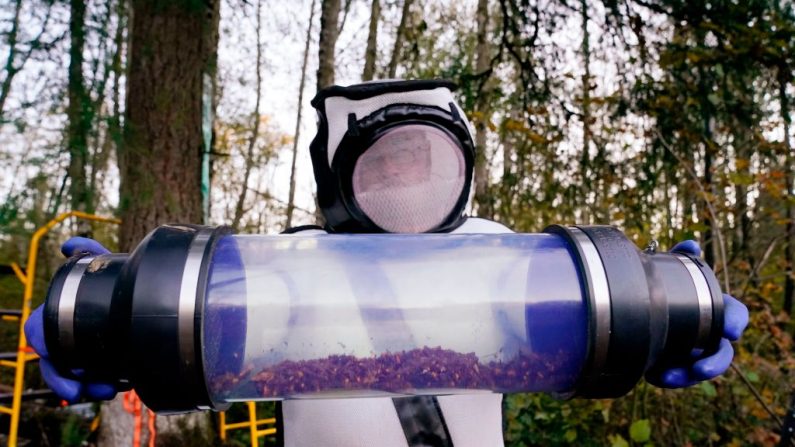 Sven Spichiger, entomólogo jefe del Departamento de Agricultura del Estado de Washington, muestra una lata de avispones gigantes asiáticos aspirada de un nido en un árbol detrás de él el 24 de octubre de 2020, en Blaine, Washington. (ELAINE THOMPSON/POOL/AFP vía Getty Images)

