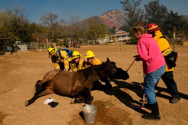 La vecina Francie Jones y los bomberos de la Autoridad de Bomberos del Condado de Orange (OCFA) intentan volver a poner en pie a un caballo para evacuarlo durante el incendio Bond en Modjeska Canyon cerca de Lake Forest, California (EE.UU.), 3 de diciembre de 2020 (Foto de PATRICK T.FALLON / AFP vía Getty Images)