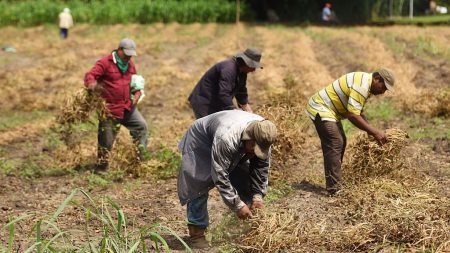 El Salvador listo para enviar segundo contingente de trabajadores a EE.UU.