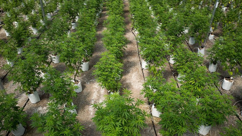 Filas de plantas de cannabis crecen en el invernadero de veinte mil pies cuadrados en las instalaciones de cultivo de marihuana medicinal de Vireo Health, el 19 de agosto de 2016 en Johnstown, Nueva York. (Drew Angerer/Getty Images)