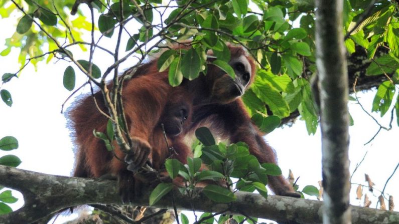 Esta fotografía tomada el 7 de mayo de 2017 muestra a una orangután y su bebé abriéndose paso a través de la selva tropical del ecosistema Leuser, ubicada principalmente en la provincia de Aceh, en el extremo norte de la isla de Sumatra (Indonesia). (Foto de CHAIDEER MAHYUDDIN / AFP a través de Getty Images)