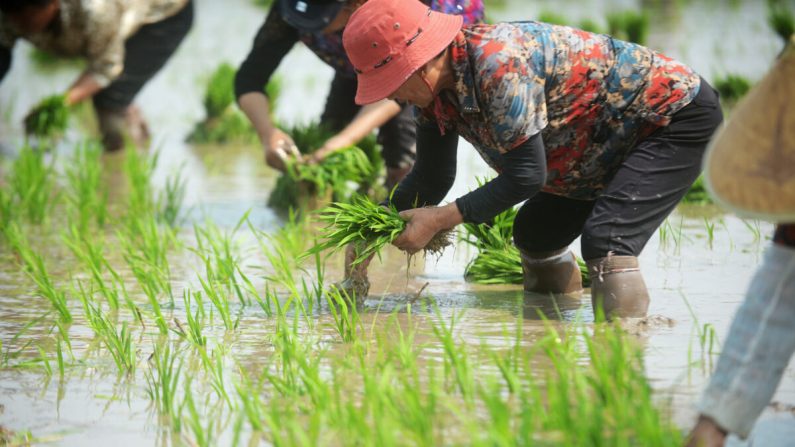 Los agricultores trabajan en los campos de Yangzhou, Jiangsu, China, el 6 de junio de 2018. (VCG/VCG vía Getty Images)