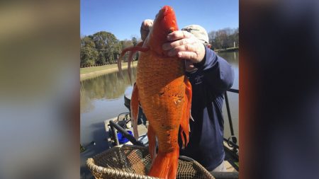 Inspectores de parques capturan un enorme pez dorado de 9 libras en el lago de Carolina del Sur