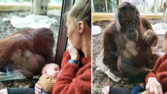 Mamá comparte emotivo momento en que orangután hembra que perdió a su cría la ve amamantado a su hijo