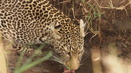 Un Safari de Kenia: El viaje de la vida