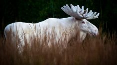 Fotógrafo de vida silvestre toma impresionantes fotos de un raro alce blanco en los bosques suecos