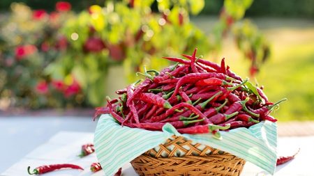 ¿Los chiles hacen sentir feliz a la gente y combaten el cáncer?