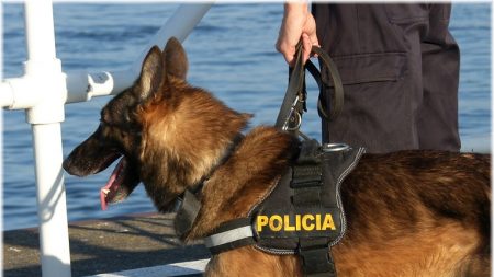 Amor a primera vista: perro policía hace amistad con dos delfines a orillas de un río