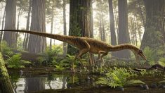 Descubren en Brasil uno de los antepasados más antiguos del Tyrannosaurus Rex