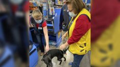 Perrita perdida por 3 semanas deambula por una tienda y encuentra a su dueña en el lugar de trabajo