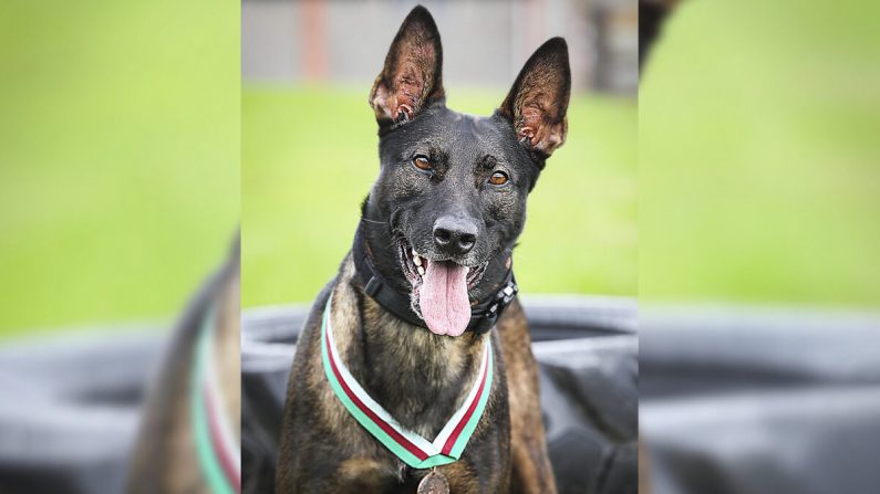 El perro militar retirado Kuno recibió la prestigiosa medalla PDSA Dickin por su valor: el animal Victoria Cross. (Cortesía de PDSA)
