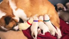 Perrita corgi rescatada «adopta» una camada de labradores después que su madre murió en el parto
