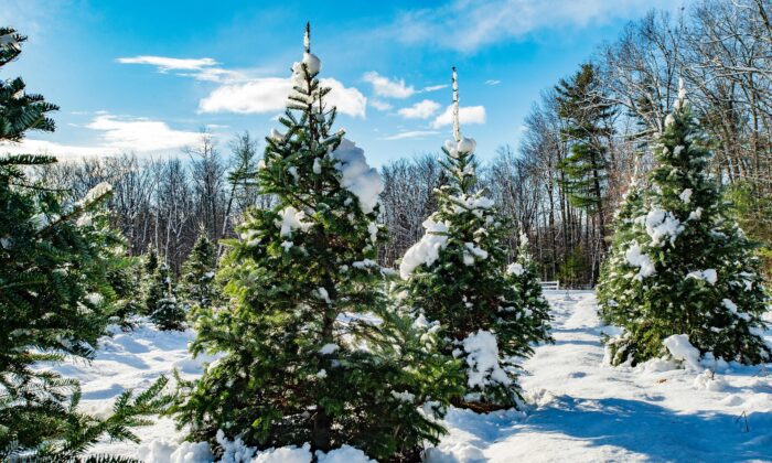 La nieve fresca de una tormenta de invierno cubre cientos de arbolitos y abetos en crecimiento que se alinean en un campo en la granja Harrod Tree en Shirley, Massachusetts, el 6 de diciembre de 2020. (Joseph Prezioso / AFP vía Getty Images)