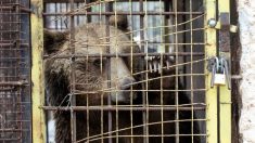Oso retenido ilegalmente en pequeña jaula oxidada durante 3 años en zoológico obtiene un nuevo hogar