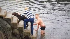 Jugador de rugby se sumerge en agua helada para rescatar un perro atrapado en un muelle en Irlanda