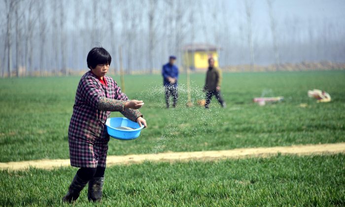 Agricultores chinos trabajan en un campo de trigo en el condado de Chiping, provincia de Shandong (China), el 15 de marzo de 2017. (STR/AFP/Getty Images)