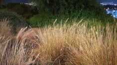 ¿Puedes ver a los camaleones perfectamente camuflados en este campo de hierba “normal”?